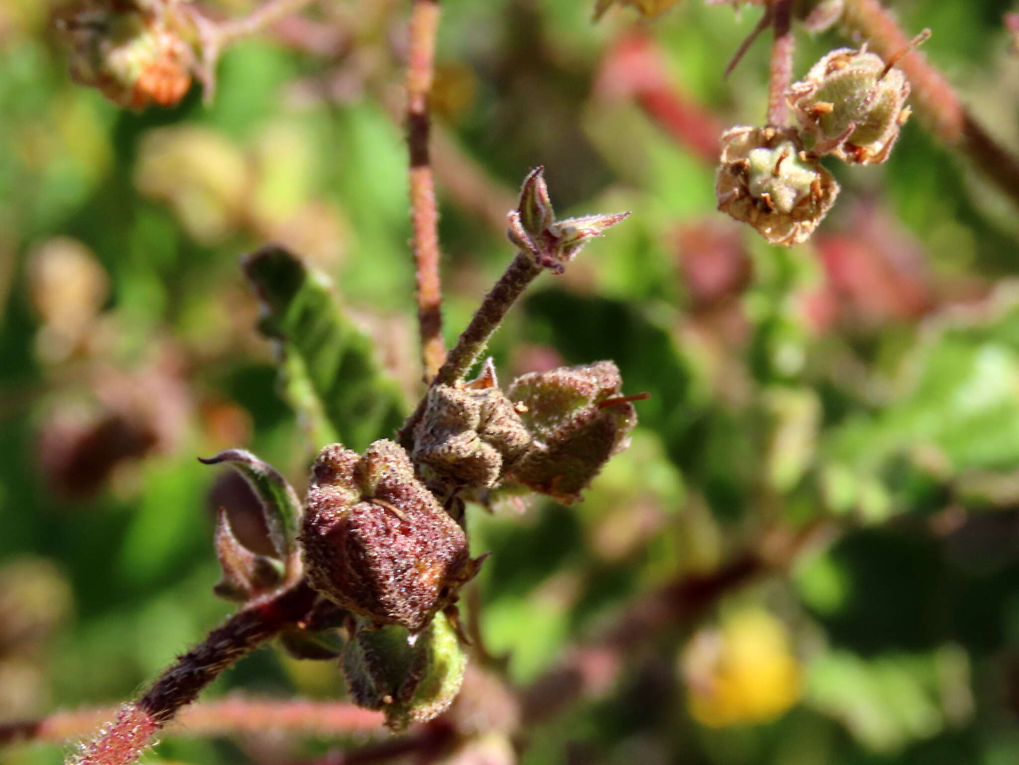 Image of Hermannia prismatocarpa E. Mey.