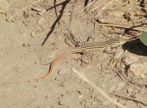 Plancia ëd Acanthodactylus erythrurus (Schinz 1833)