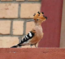 Image of Madagascan Hoopoe