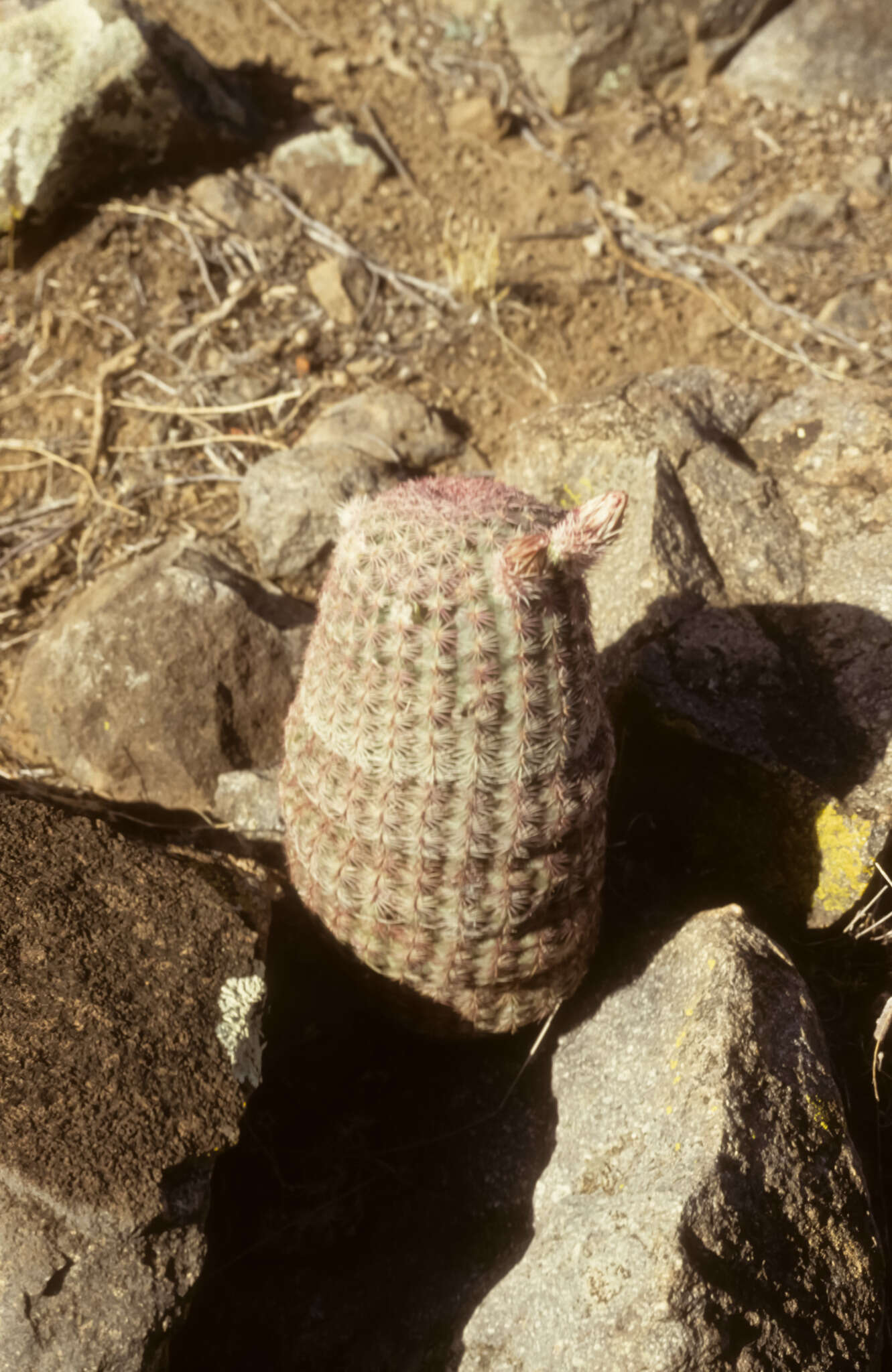 Image of Echinocereus pectinatus subsp. rutowiorum