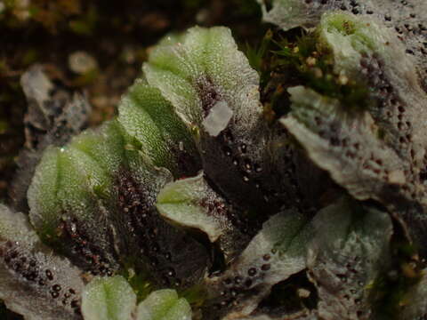 Image of Riccia collata Na-Thalang