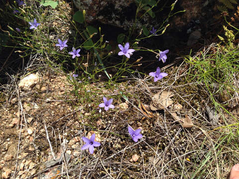 Image of basin bellflower