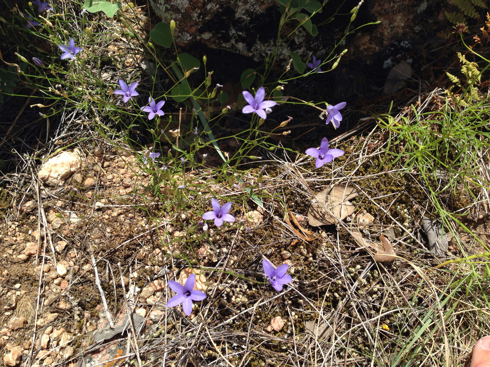 Image of basin bellflower