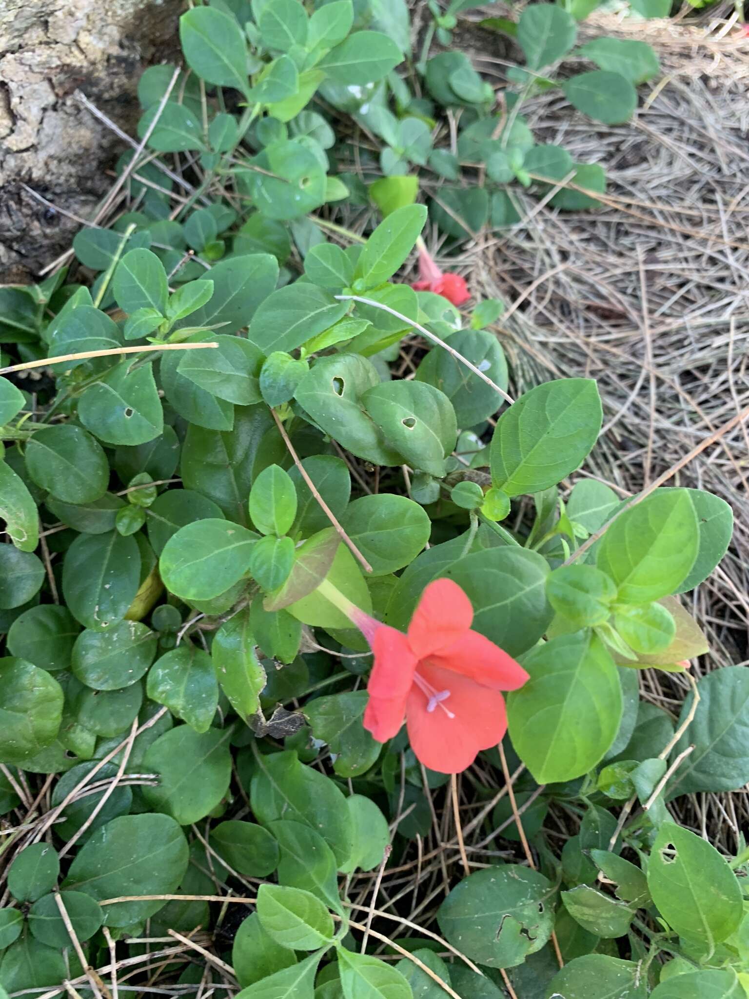 Image of Barleria repens Nees