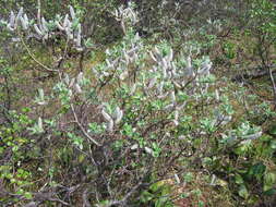 Image de Salix krylovii E. Wolf