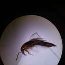 Sivun Ischnosoma splendidum (Gravenhorst 1806) kuva