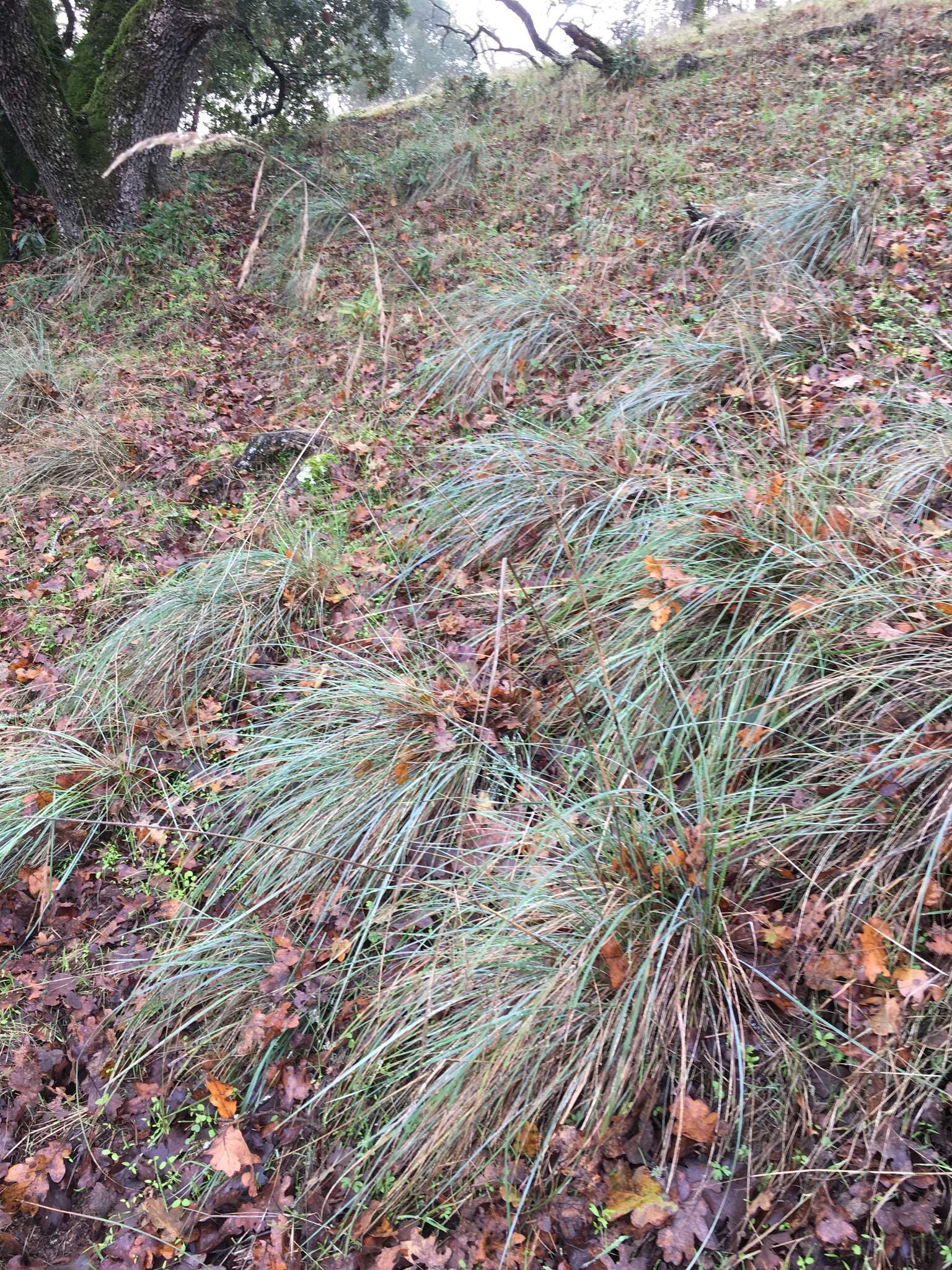 Image of California fescue