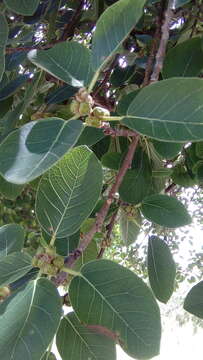 Ficus cotinifolia Kunth的圖片