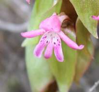 Image of Satyrium erectum Sw.