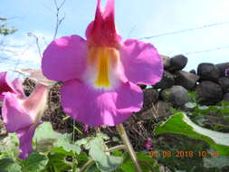 Image of Proboscidea louisianica subsp. fragrans (Lindl.) Bretting