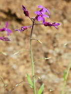 Image of Koehler's rockcress