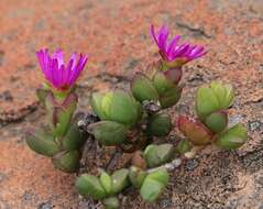 Image of Ruschia leptocalyx L. Bol.