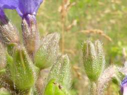 Image of Anchusa procera Bess. ex Link