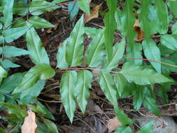 Image of Mexican fern