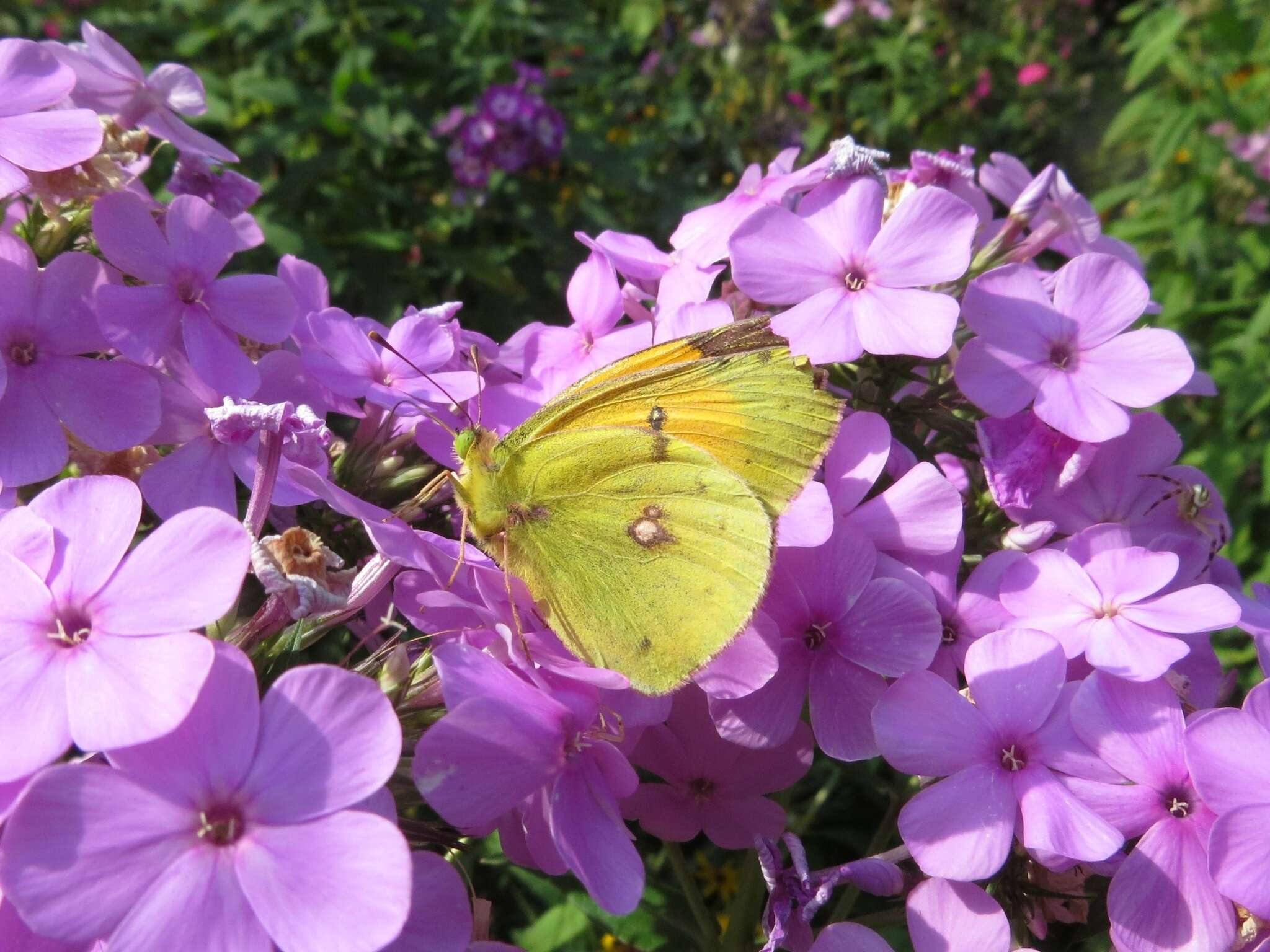 Image of Colias myrmidone (Esper 1781)