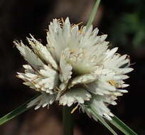 Imagem de Cyperus niveus var. leucocephalus (Kunth) Fosberg