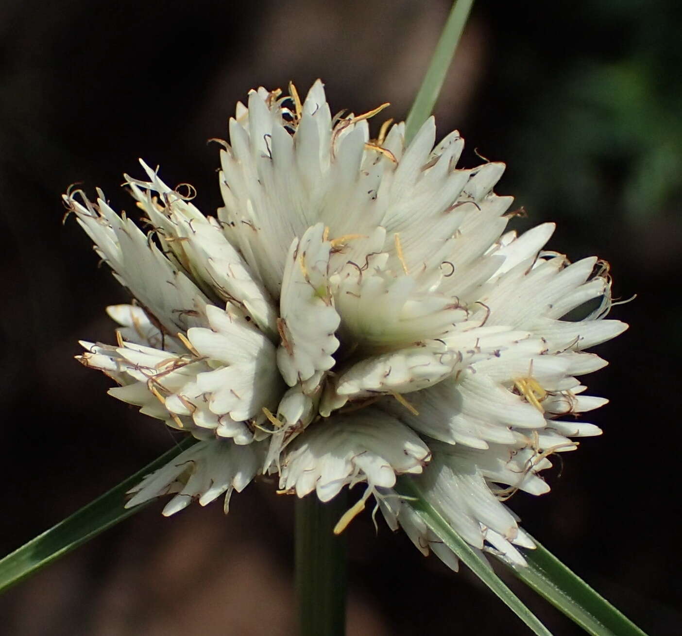 Imagem de Cyperus niveus var. leucocephalus (Kunth) Fosberg