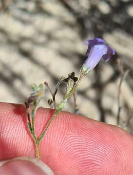 Imagem de Wahlenbergia paniculata (L. fil.) A. DC.