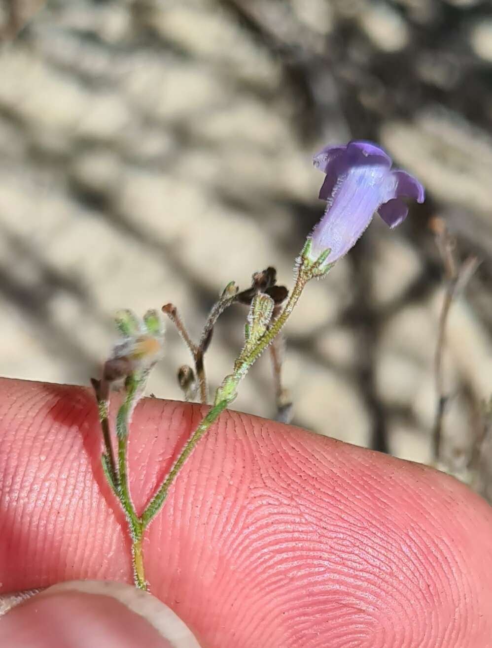 Imagem de Wahlenbergia paniculata (L. fil.) A. DC.