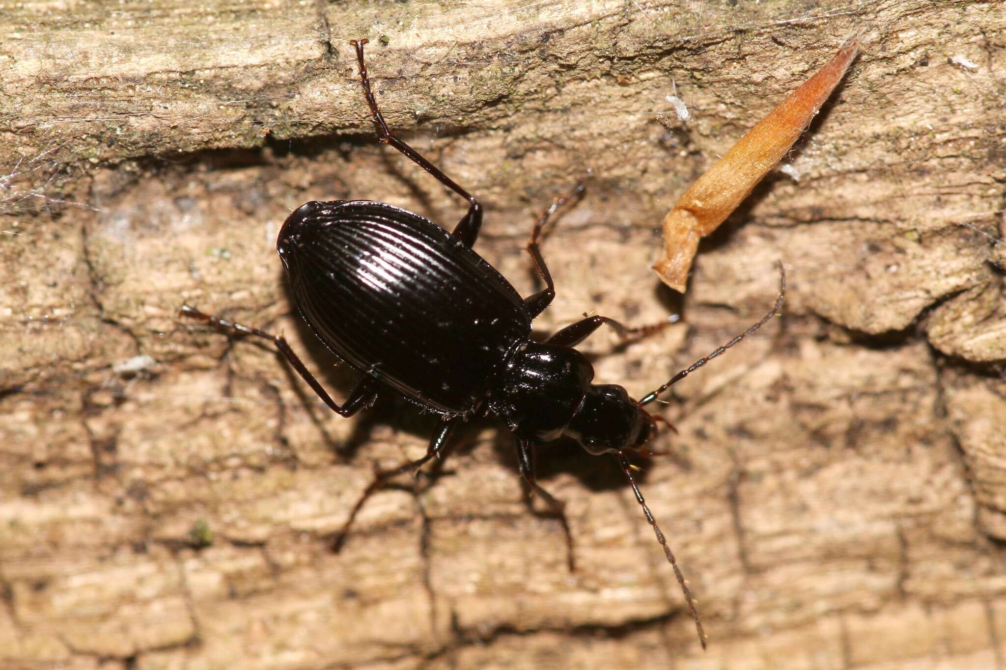 Image of Platynus (Platynus) assimilis (Paykull 1790)