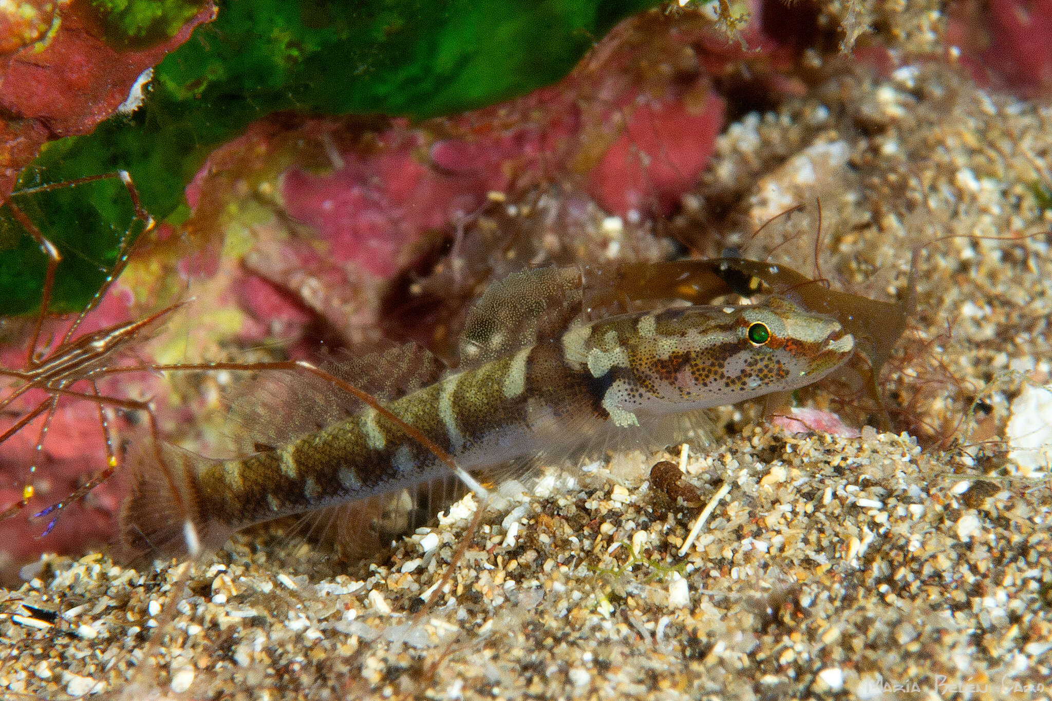 Image of Didogobius kochi Van Tassell 1988