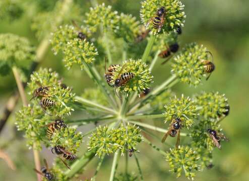 Image of Norwegian Wasp