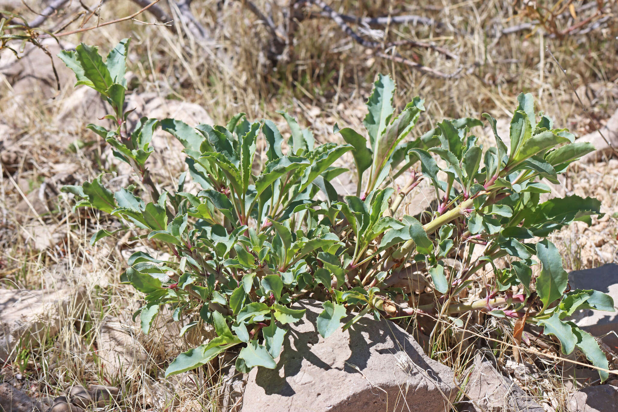 Image of scented beardtongue