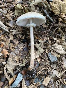 Image de Macrolepiota fuliginosa (Barla) Bon 1977