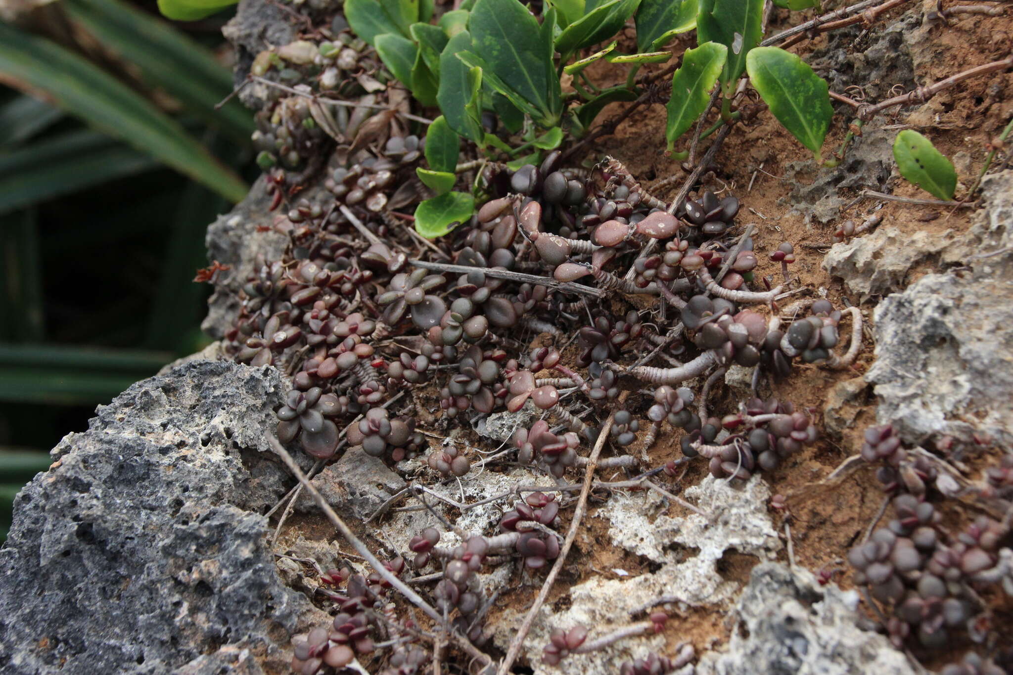 Kalanchoe spathulata var. garambiensis (Kudô) H. Ohba resmi