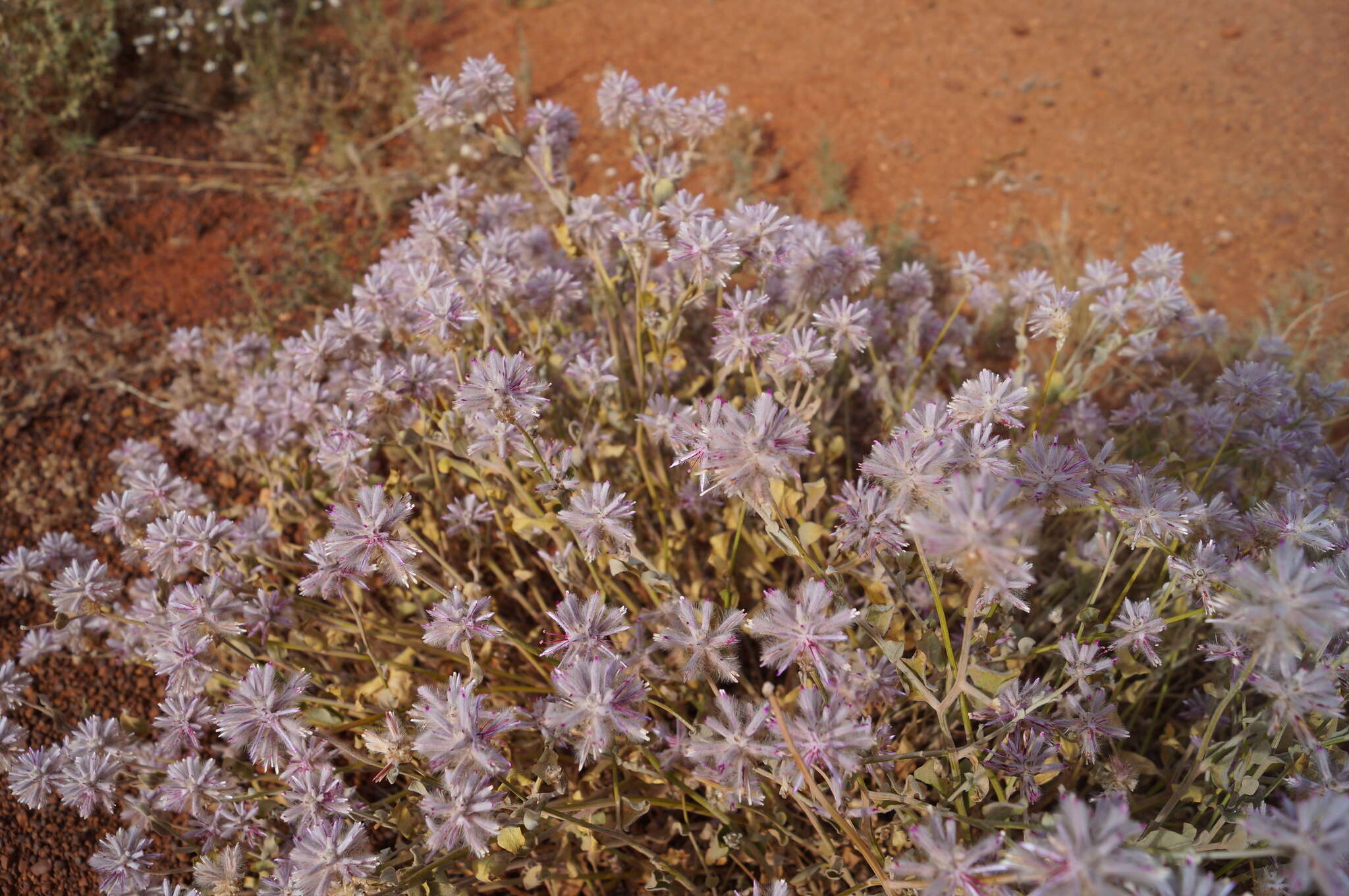 Ptilotus sessilifolius (Lindley) G. Benl的圖片