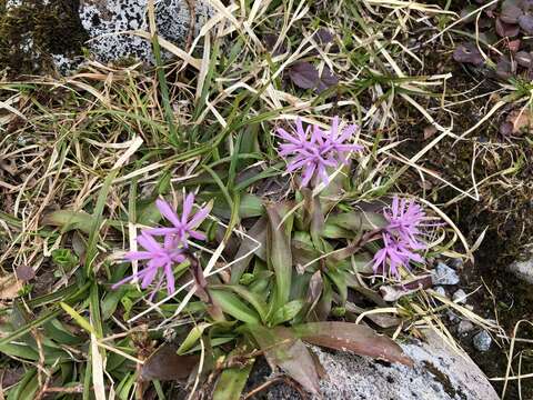 Image of Oriental Swamp Pink