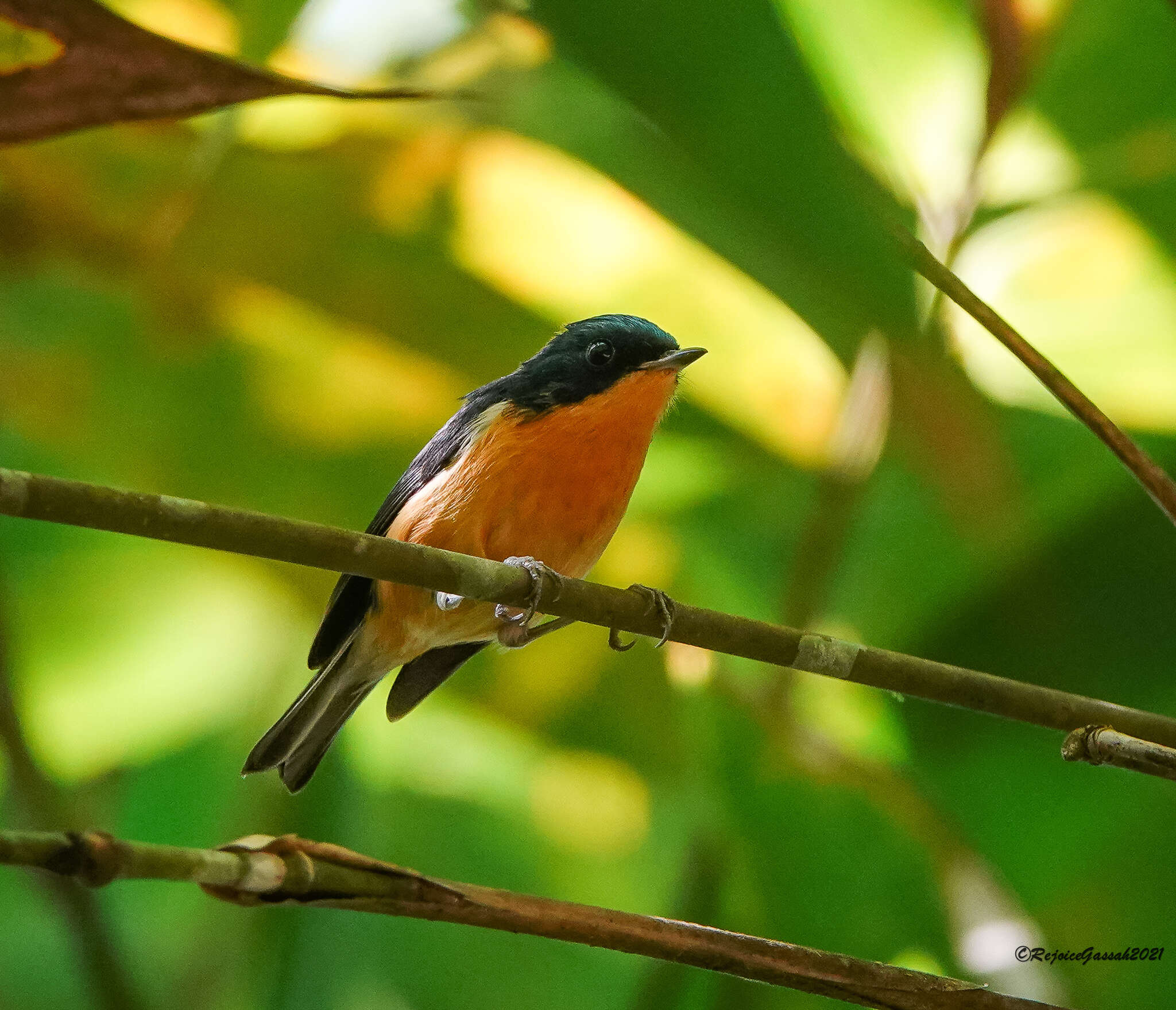 Image of Pygmy Flycatcher