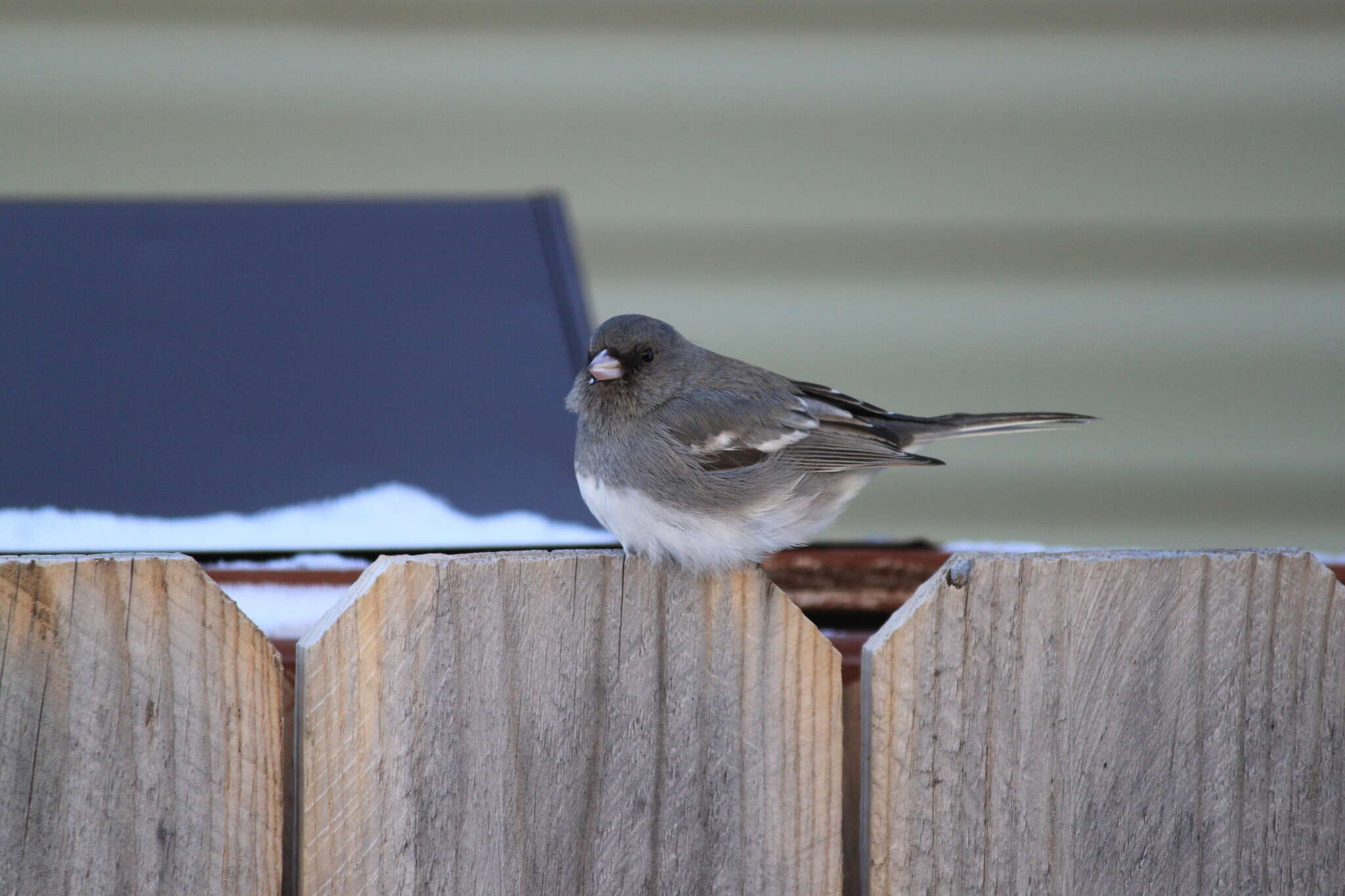 صورة Junco hyemalis aikeni Ridgway 1873