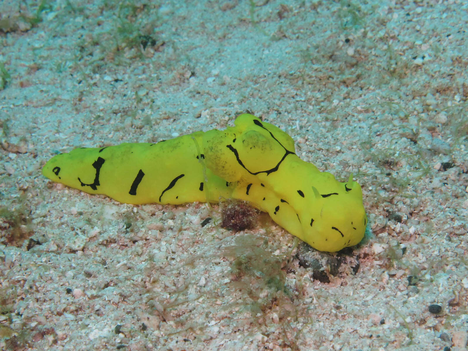 Image of Giant yellow nudibranch