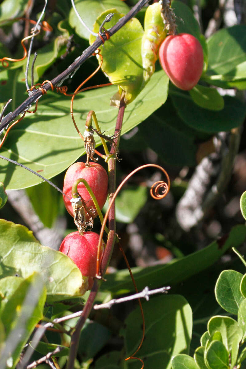 Image of Passiflora pectinata Griseb.