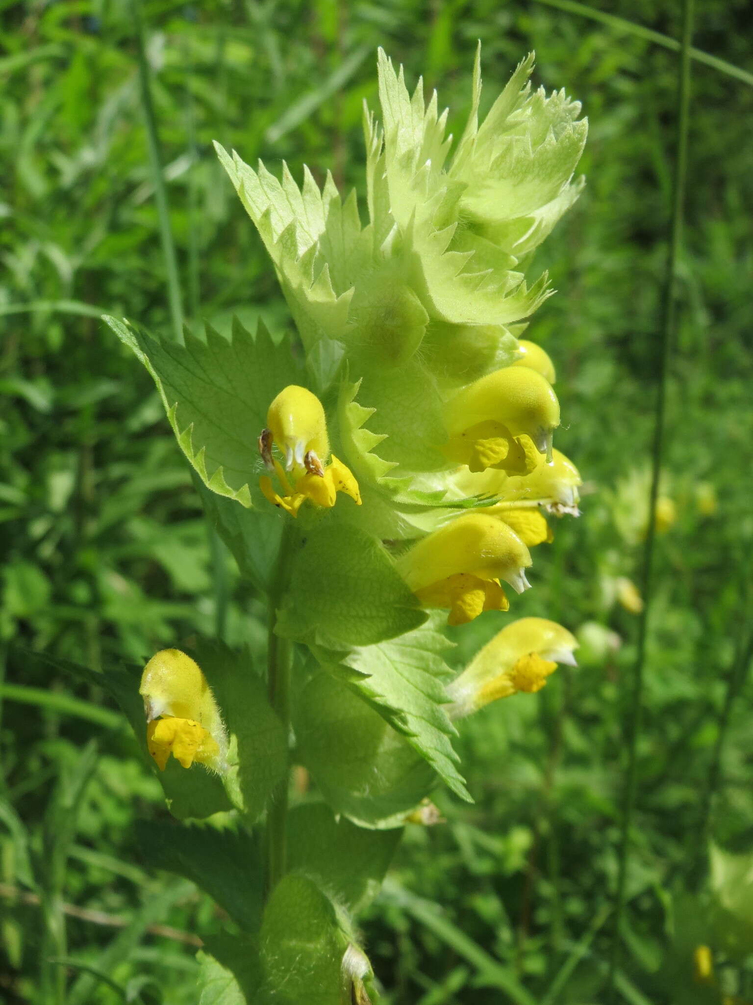 Image of European yellow rattle