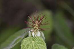 Image of Heart-leaved Brooms and Brushes