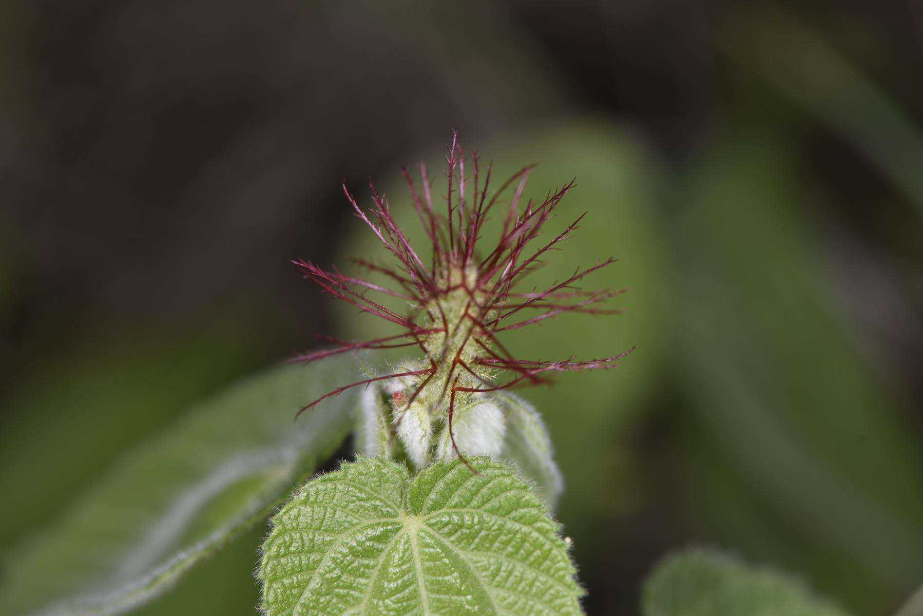 Image of Heart-leaved Brooms and Brushes