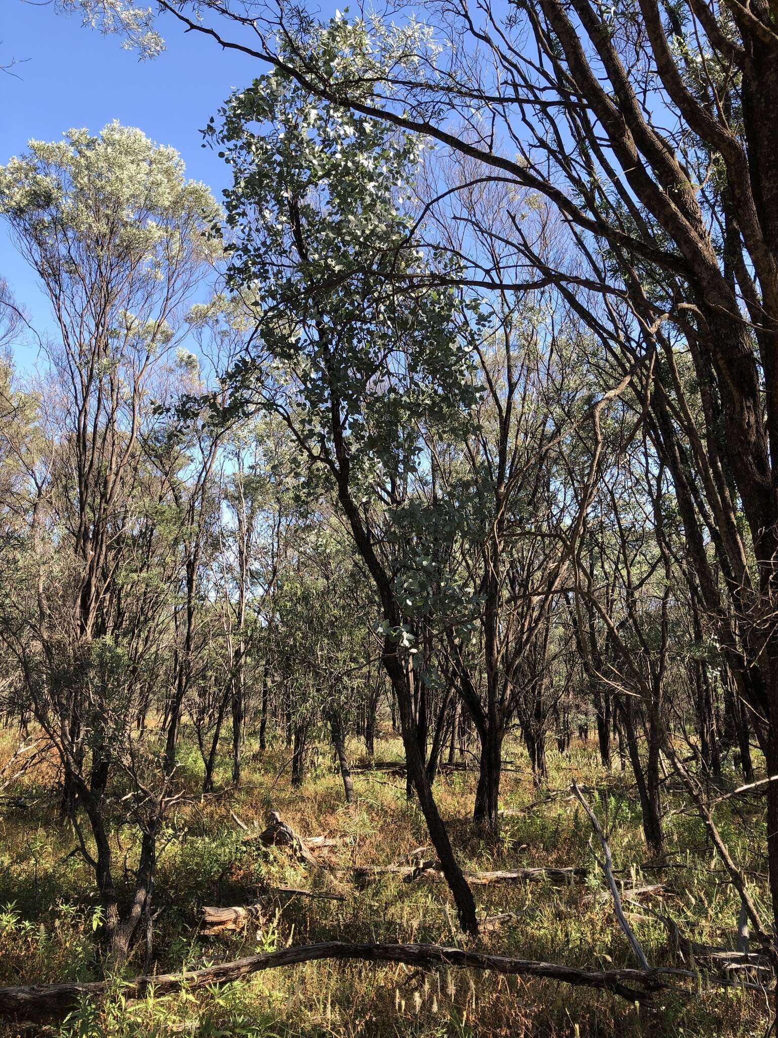 Image of silver-leaf ironbark