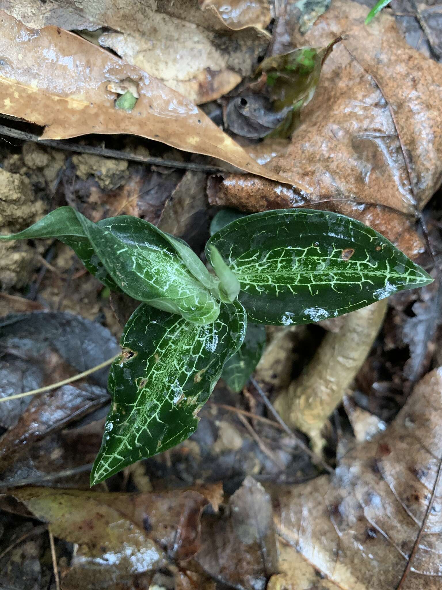 Image of Goodyera pusilla Blume