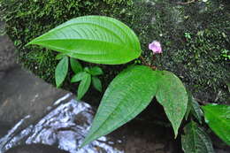 Image of Monolena multiflora R. H. Warner