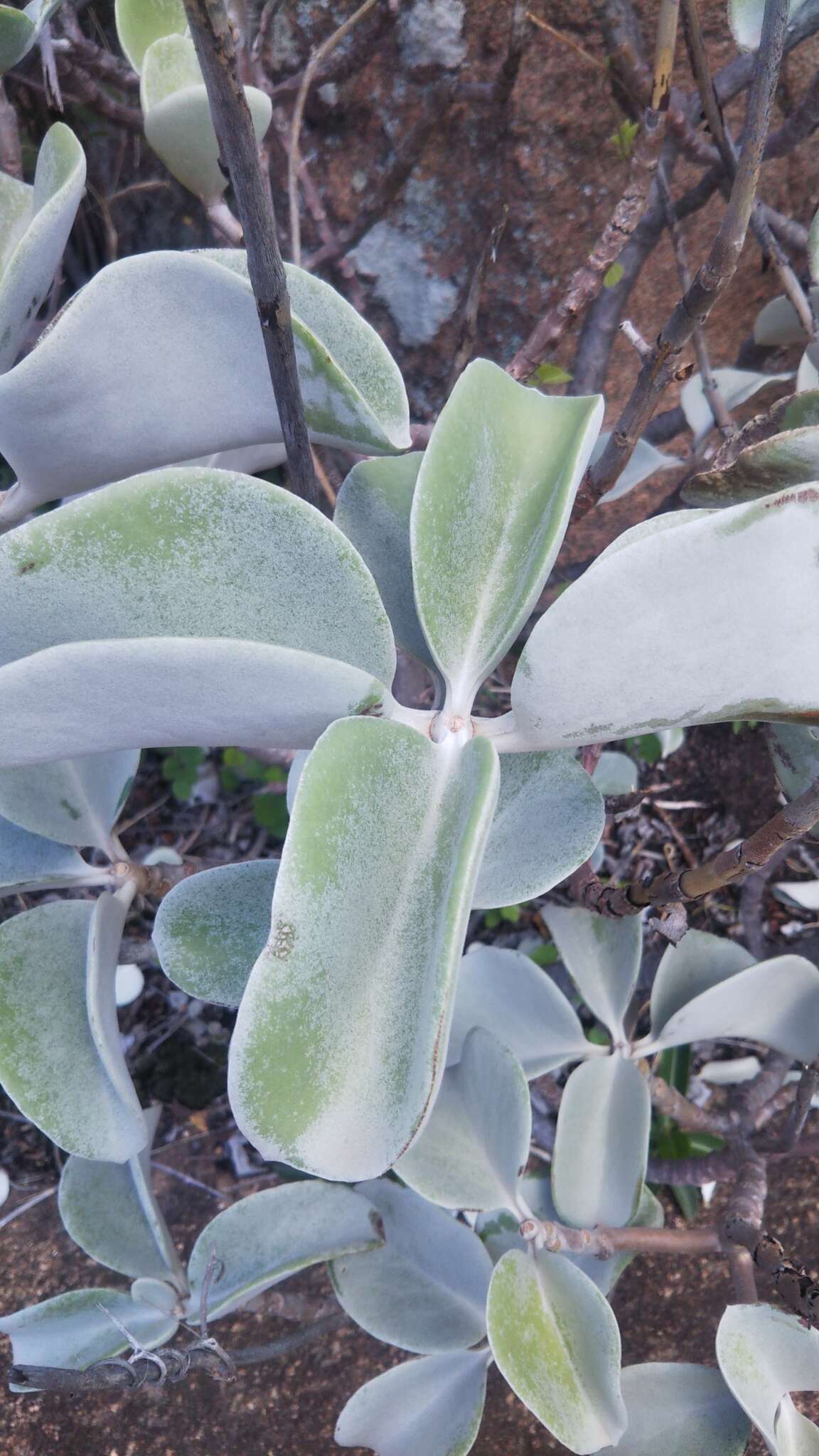 Image of Kalanchoe orgyalis Baker