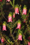 Image de Darwinia squarrosa (Turcz.) Domin