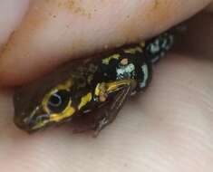 Image of Blue-bellied Poison Frog