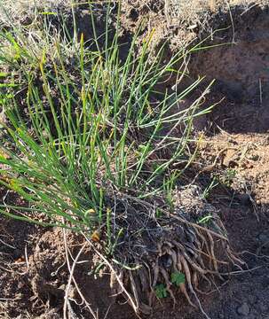 Image of Trachyandra revoluta (L.) Kunth