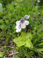 Image of Pinguicula balcanica Casper