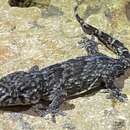 Image of Tarentola maioensis Schleich 1984