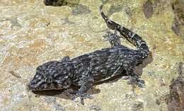 Image of Tarentola maioensis Schleich 1984