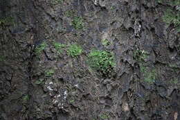 Image of dacrycarpus