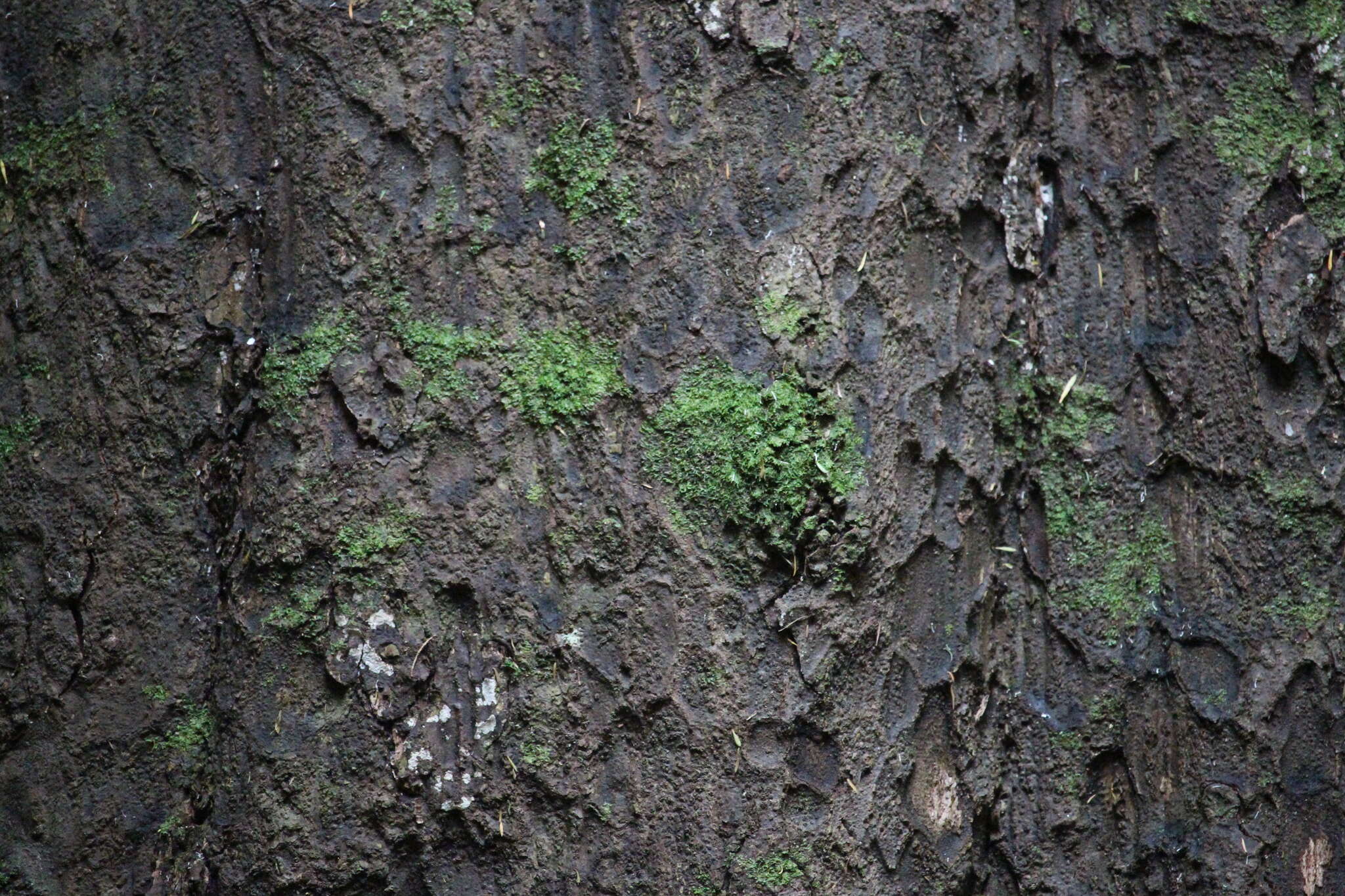 Image of dacrycarpus